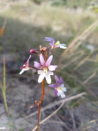 Nemesia bicornis (Nemesia bicornis)