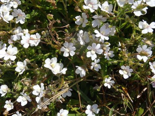 Nemesia bicornis (Nemesia bicornis)