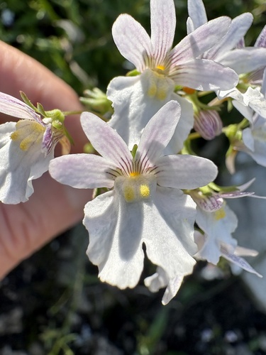 Nemesia bicornis (Nemesia bicornis)