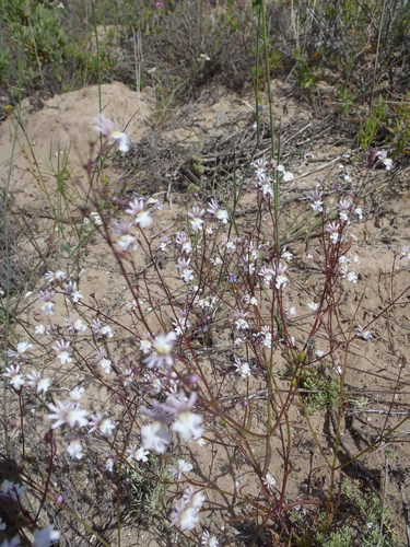 Nemesia bicornis (Nemesia bicornis)