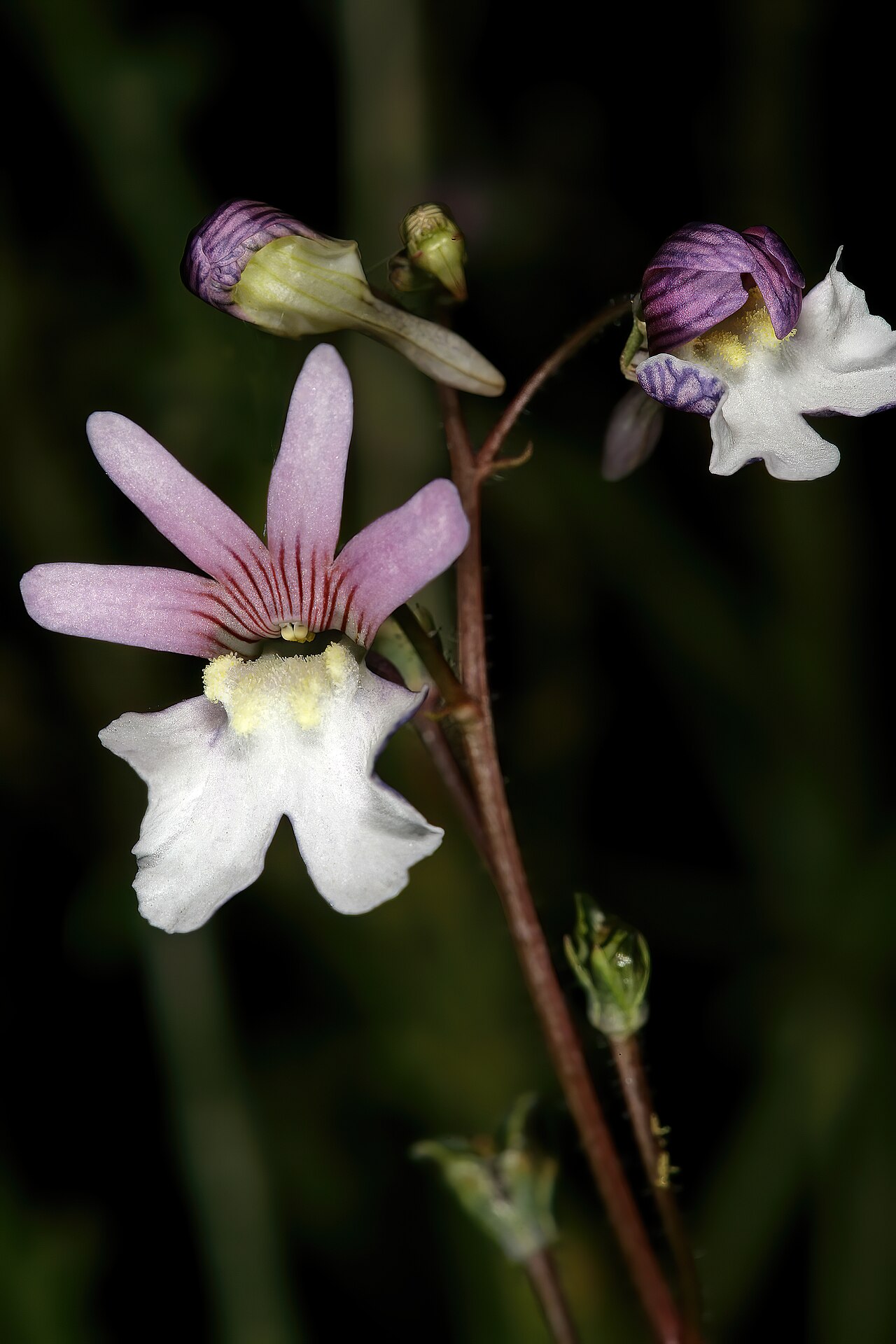 Nemesia bicornis: Nemesia bicornis , flowers; between Elandsbaai and Leipoldtville, Western Cape, South Africa