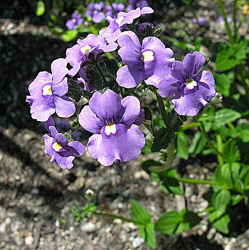 Nemesia caerulea: A South African species which has entered garden circles as Bluebird or as Mauve Nemesia. Likely just a blue form of N. fruticans. University of B.C. Gardens, V