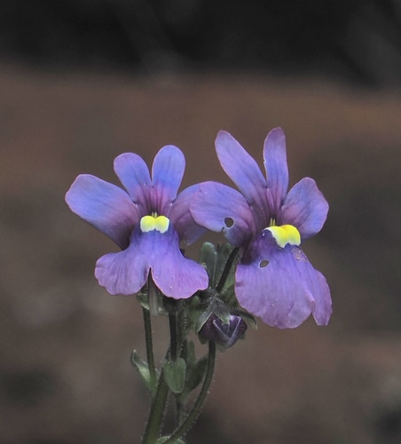 Nemesia caerulea (Nemesia caerulea)