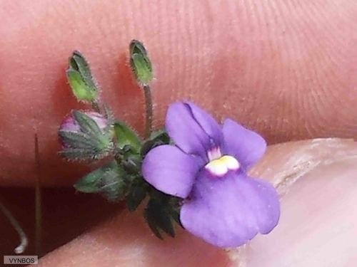 Nemesia caerulea (Nemesia caerulea)