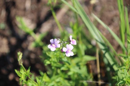 Nemesia caerulea (Nemesia caerulea)