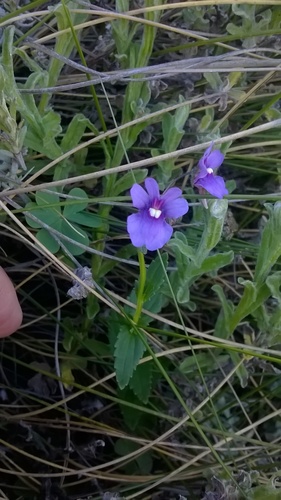 Nemesia caerulea (Nemesia caerulea)