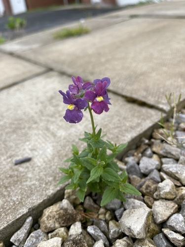 Nemesia caerulea (Nemesia caerulea)