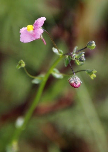 Nemesia caerulea (Nemesia caerulea)