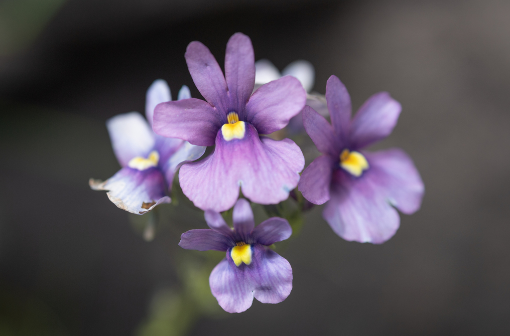 Nemesia caerulea (Nemesia caerulea)