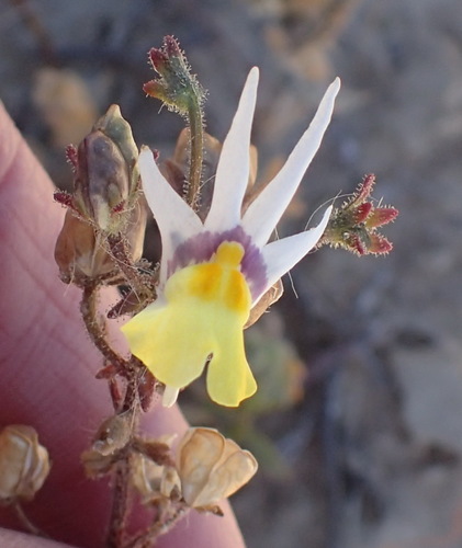 Nemesia cheiranthus (Nemesia cheiranthus)
