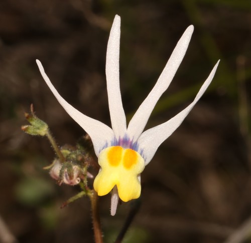 Nemesia cheiranthus (Nemesia cheiranthus)