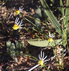 Nemesia cheiranthus (Nemesia cheiranthus)