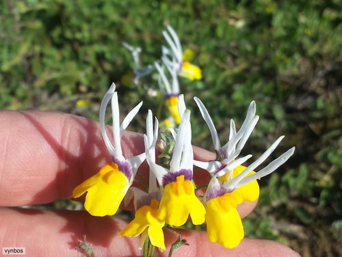 Nemesia cheiranthus (Nemesia cheiranthus)