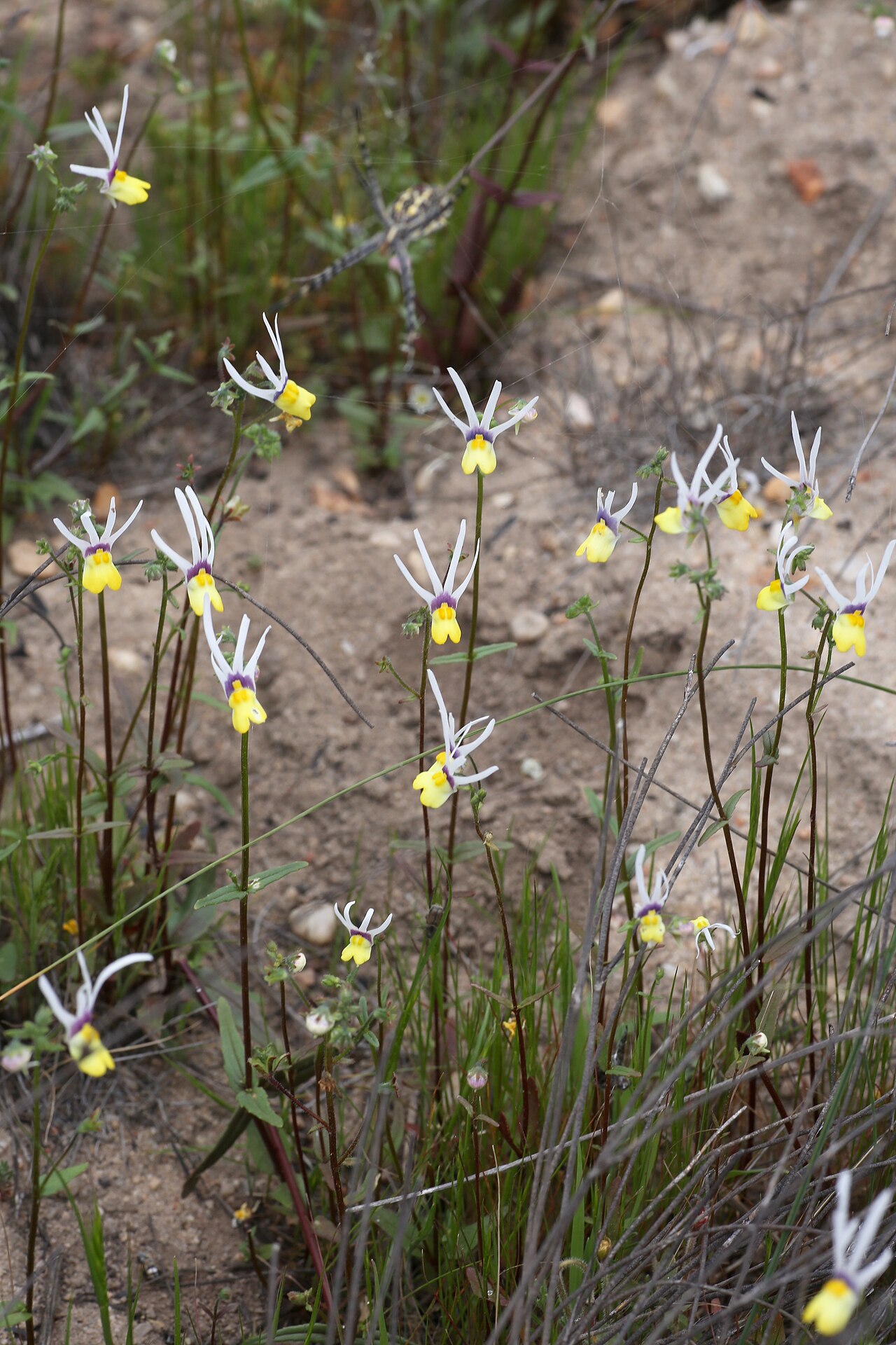 Nemesia cheiranthus: Along the R27 towards Oorlogskloof Nature Reserve, Nieuwoudtville, Northern Cape, South Africa