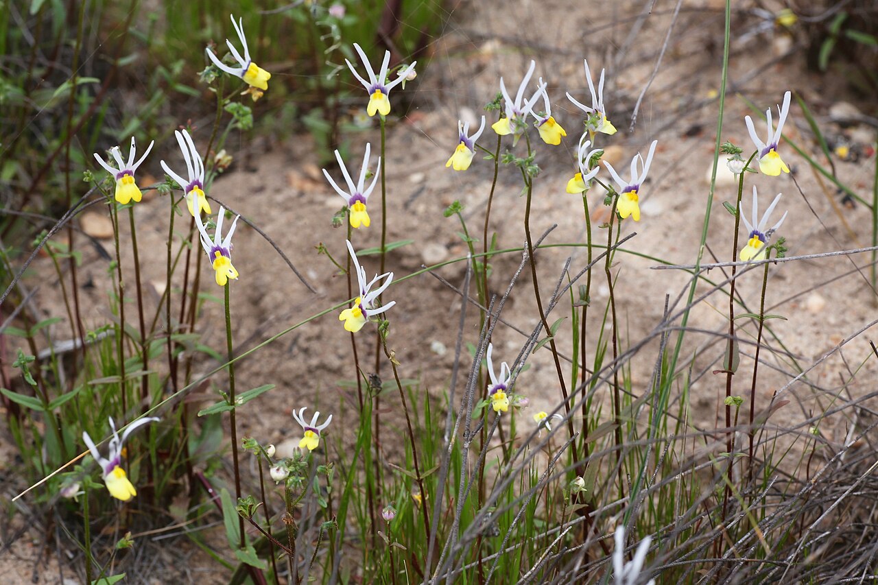 Nemesia cheiranthus: Along the R27 towards Oorlogskloof Nature Reserve, Nieuwoudtville, Northern Cape, South Africa