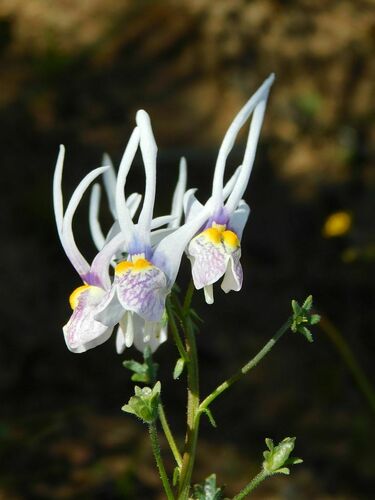 Nemesia cheiranthus (Nemesia cheiranthus)