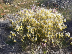 Nemesia cheiranthus (Nemesia cheiranthus)