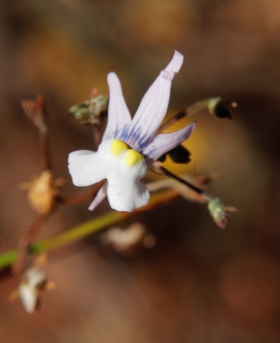 Nemesia cheiranthus (Nemesia cheiranthus)