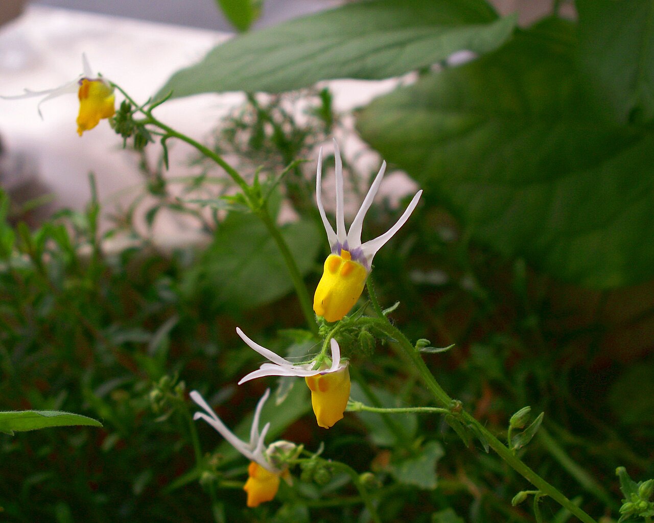 Nemesia cheiranthus: Nemesia cheiranthus 'Shooting stars'