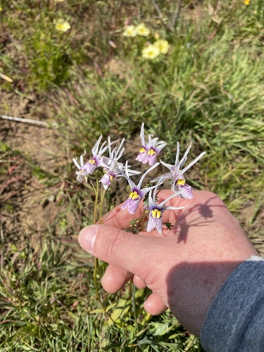 Nemesia cheiranthus (Nemesia cheiranthus)
