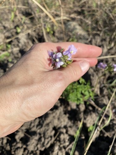 Nemesia denticulata (Nemesia denticulata)