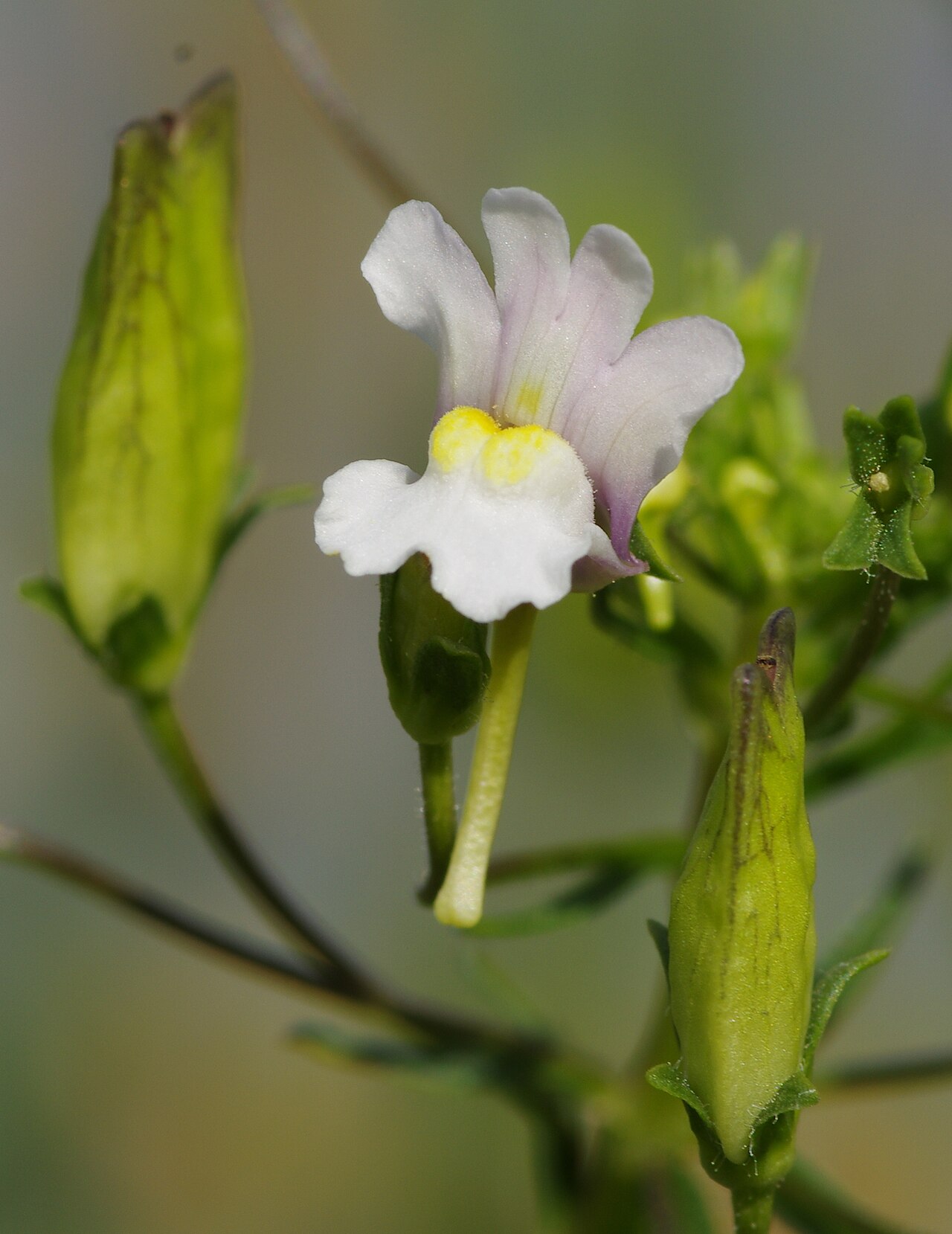 Nemesia denticulata: Diascia denticulata at the ÖBG Bayreuth