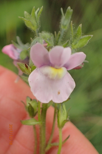Nemesia denticulata (Nemesia denticulata)