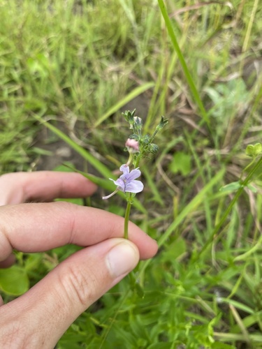Nemesia denticulata (Nemesia denticulata)