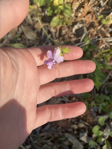 Nemesia denticulata (Nemesia denticulata)
