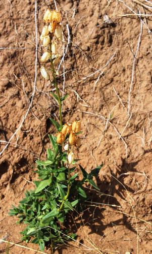 Nemesia denticulata (Nemesia denticulata)