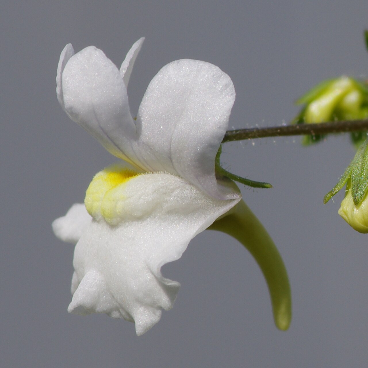 Nemesia denticulata: Diascia denticulata at the ÖBG Bayreuth