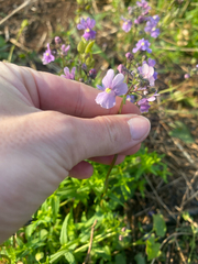 Nemesia denticulata (Nemesia denticulata)