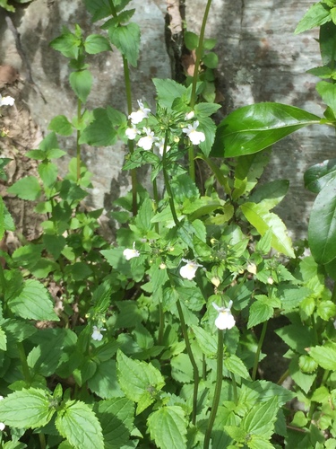Nemesia floribunda (Nemesia floribunda)