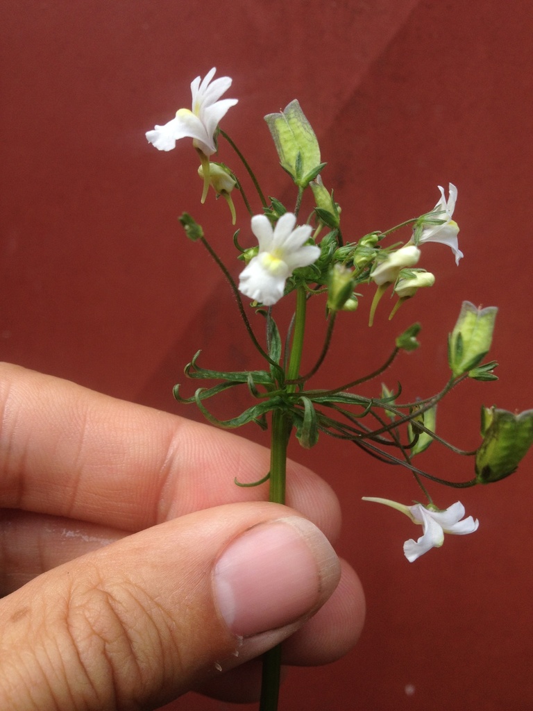 Nemesia floribunda (Nemesia floribunda)
