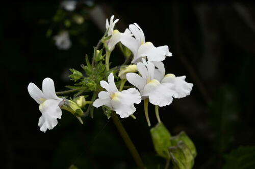Nemesia floribunda (Nemesia floribunda)