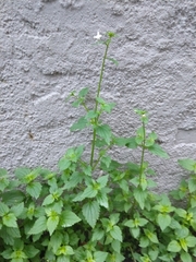 Nemesia floribunda (Nemesia floribunda)