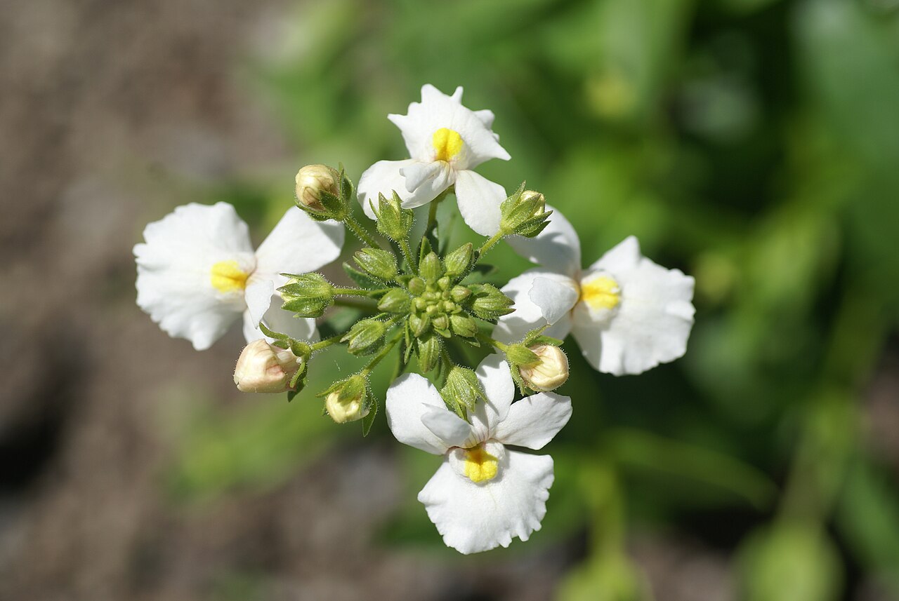 Nemesia floribunda: Plant species Nemesia floribunda in botanical garden Bergianska trädgården in Stockholm, Sweden.