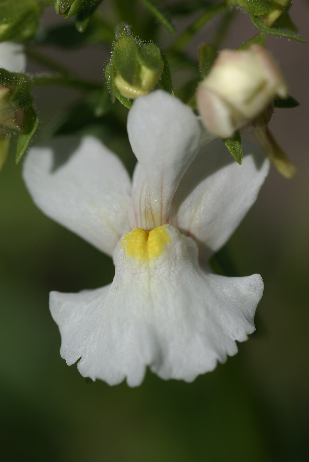 Nemesia floribunda: Plant species Nemesia floribunda in botanical garden Bergianska trädgården in Stockholm, Sweden.