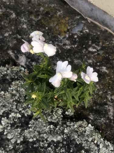 Nemesia floribunda (Nemesia floribunda)