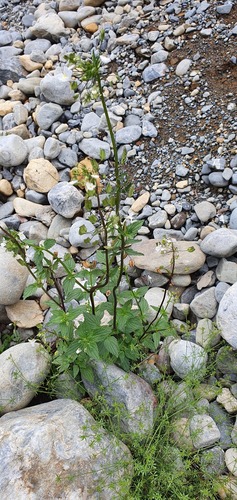 Nemesia floribunda (Nemesia floribunda)