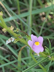 Cape snapdragon (Nemesia fruticans)