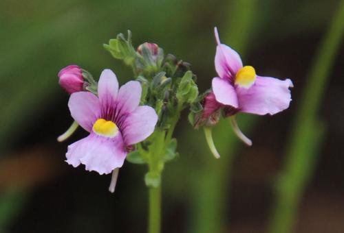 Cape snapdragon (Nemesia fruticans)