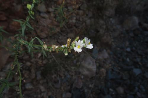 Cape snapdragon (Nemesia fruticans)