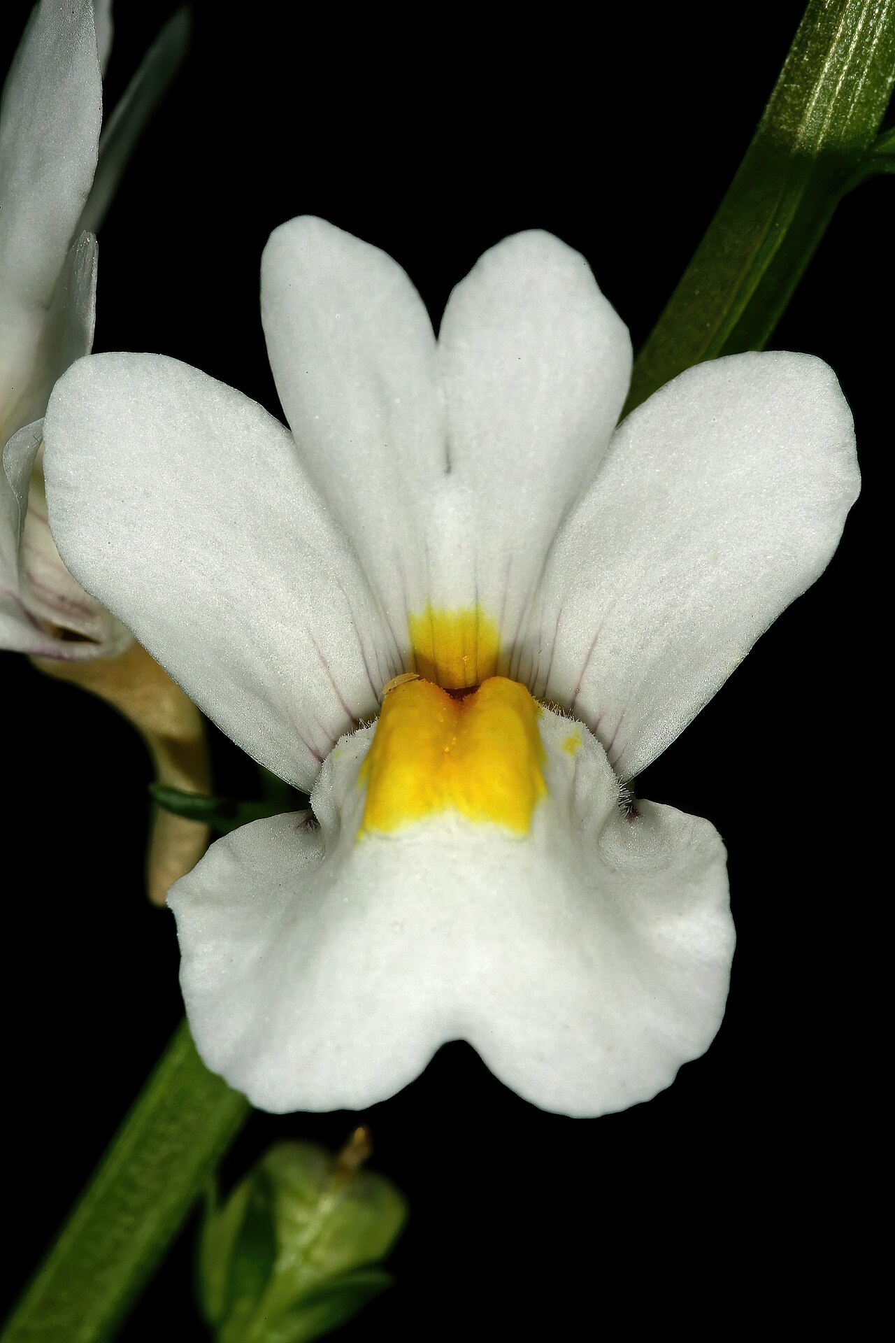 Nemesia linearis: Nemesia linearis , flower; Vicinity of Calitzdorp, Little Karoo, Western Cape, South Africa