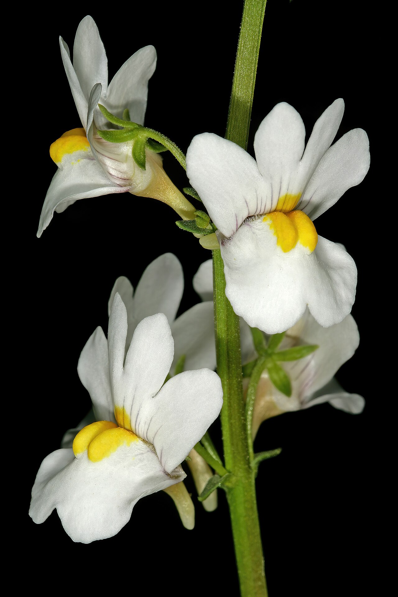 Nemesia linearis: Nemesia linearis , flowers; Vicinity of Calitzdorp, Little Karoo, Western Cape, South Africa