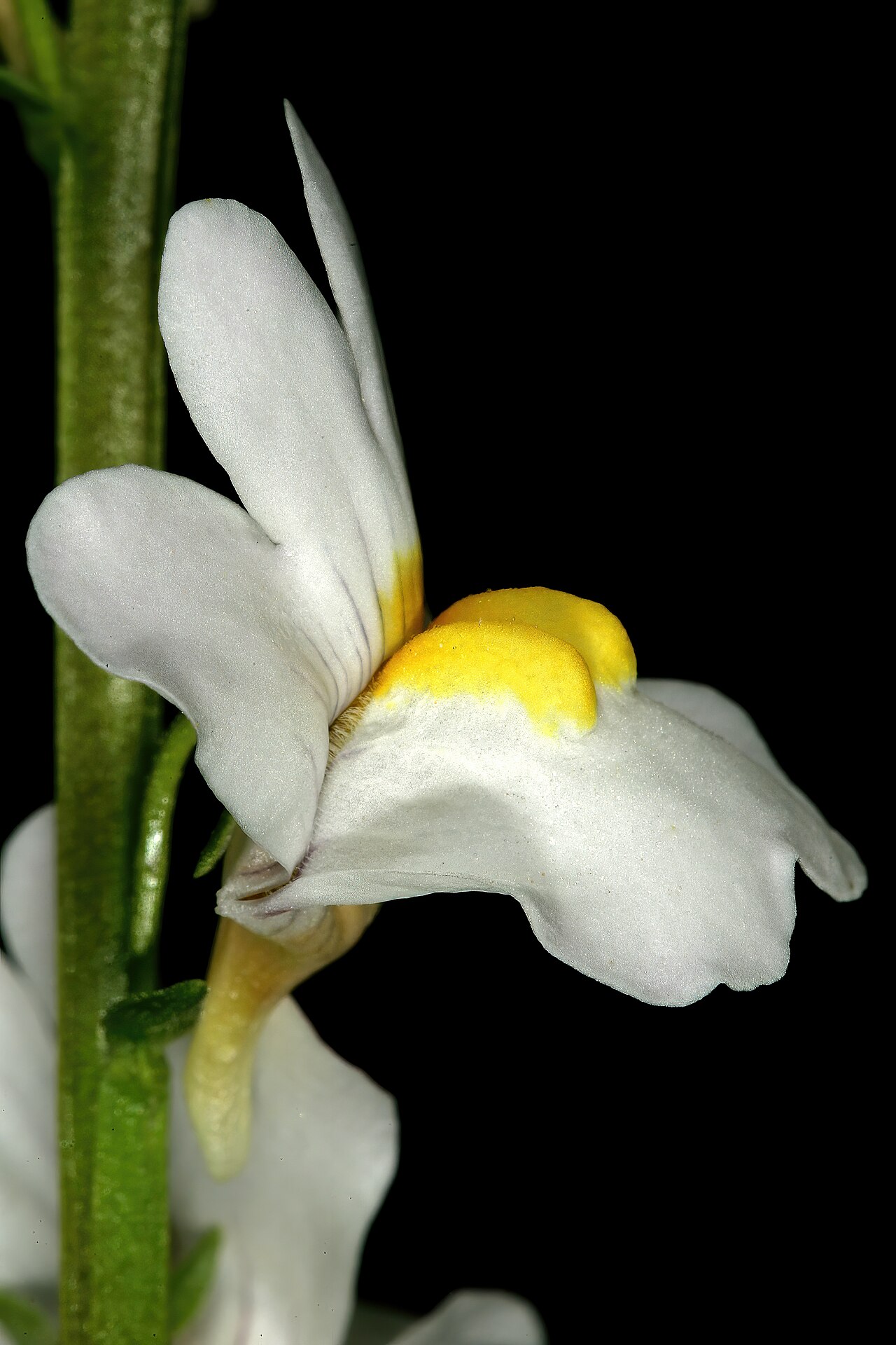 Nemesia linearis: Nemesia linearis , flower; Vicinity of Calitzdorp, Little Karoo, Western Cape, South Africa