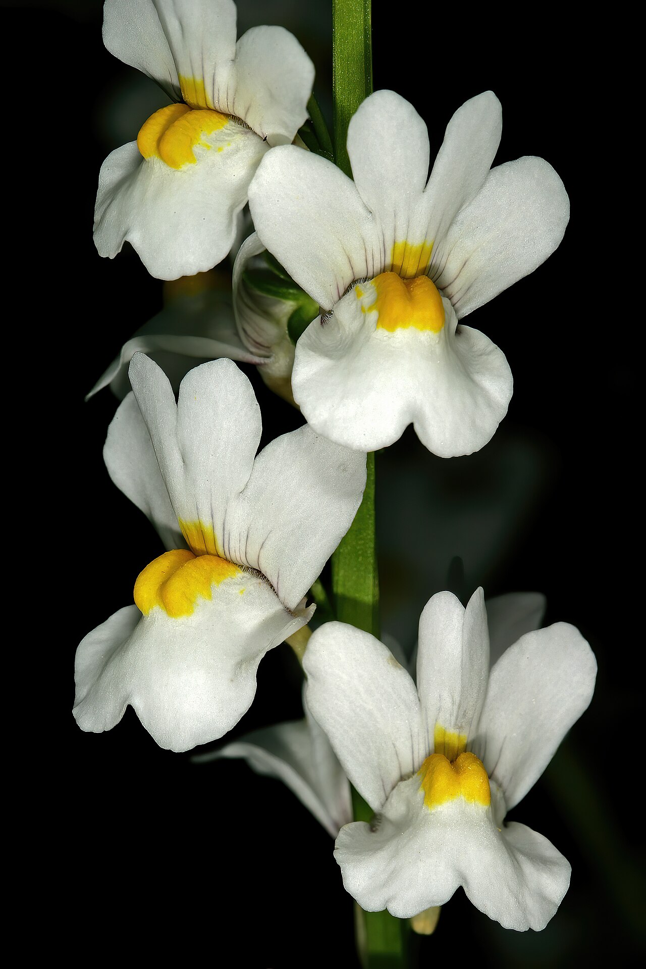 Nemesia linearis: Nemesia linearis , flowers; Vicinity of Calitzdorp, Little Karoo, Western Cape, South Africa
