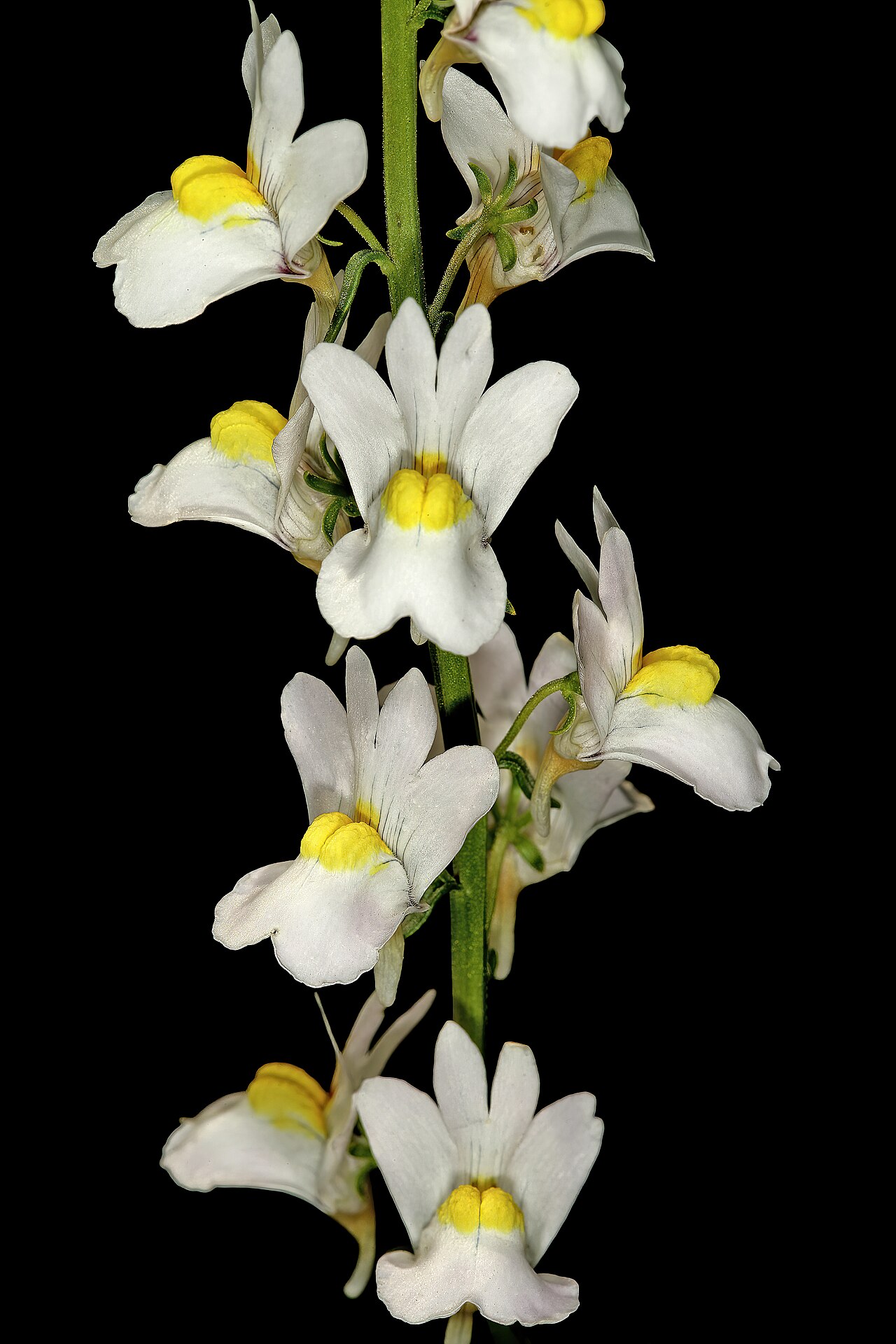 Nemesia linearis: Nemesia linearis , flowers; Vicinity of Calitzdorp, Little Karoo, Western Cape, South Africa