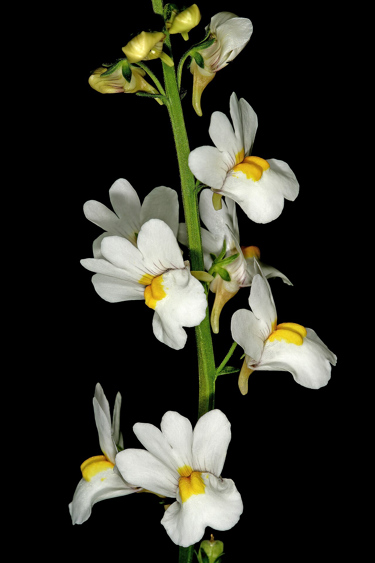 Nemesia linearis: Nemesia linearis , flowers; Vicinity of Calitzdorp, Little Karoo, Western Cape, South Africa