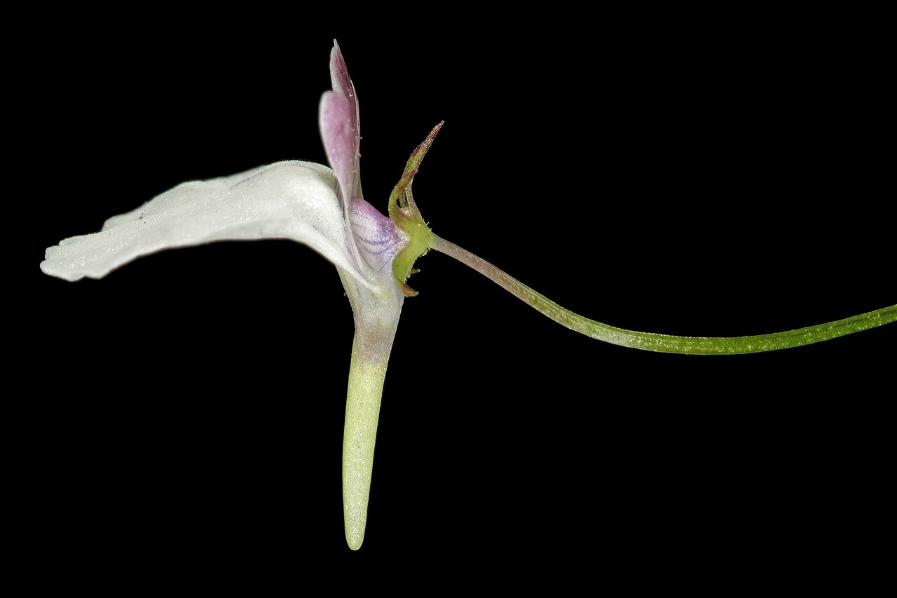 Nemesia macrocarpa: Nemesia macrocarpa , flower (viewed from the side); Helderberg Nature Reserve, Somerset West, Western Cape, South Africa